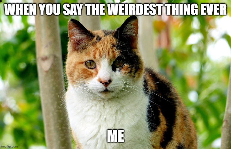 WHEN YOU SAY THE WEIRDEST THING EVER; ME | made w/ Imgflip meme maker