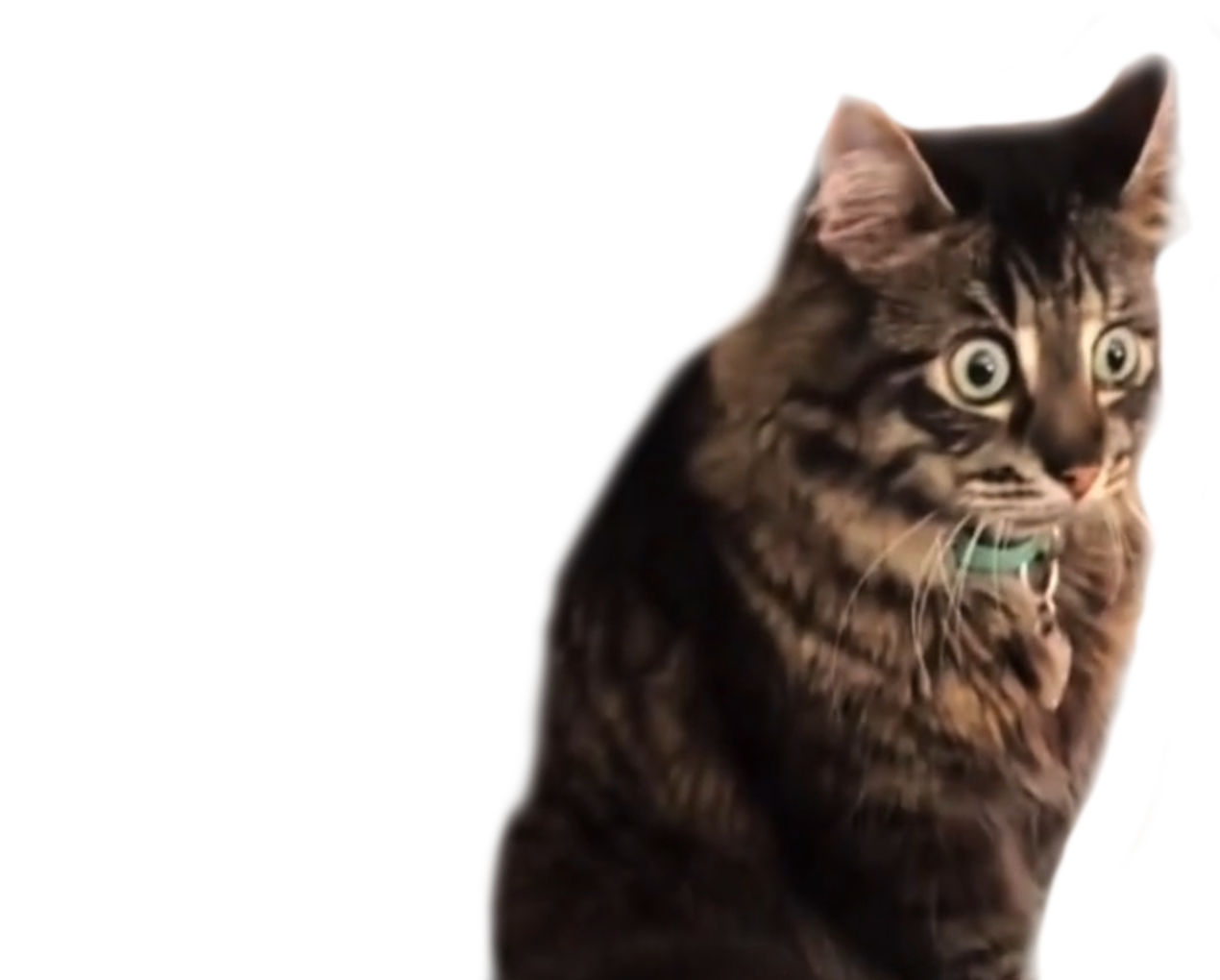 PTSD Cat Blank Meme Template