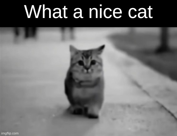 What a nice cat | made w/ Imgflip meme maker