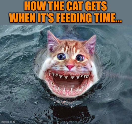 It’s a feeding frenzy! | HOW THE CAT GETS WHEN IT’S FEEDING TIME… | made w/ Imgflip meme maker