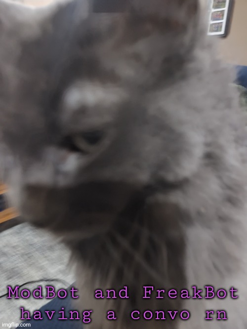 32's Cat | ModBot and FreakBot having a convo rn | image tagged in 32's cat | made w/ Imgflip meme maker