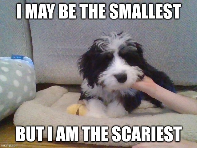 dog | I MAY BE THE SMALLEST; BUT I AM THE SCARIEST | image tagged in dog,doge | made w/ Imgflip meme maker