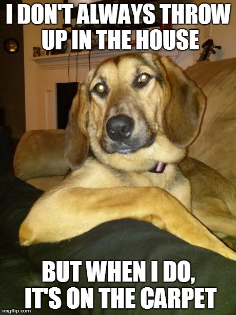The Most Interesting Dog In The World | I DON'T ALWAYS THROW UP IN THE HOUSE BUT WHEN I DO, IT'S ON THE CARPET | image tagged in the most interesting dog in the world | made w/ Imgflip meme maker