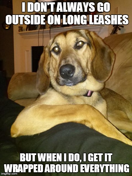 The Most Interesting Dog In The World | I DON'T ALWAYS GO OUTSIDE ON LONG LEASHES BUT WHEN I DO, I GET IT WRAPPED AROUND EVERYTHING | image tagged in the most interesting dog in the world | made w/ Imgflip meme maker