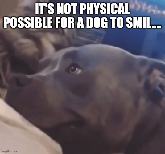 IT'S NOT PHYSICAL POSSIBLE FOR A DOG TO SMIL.... | made w/ Imgflip meme maker