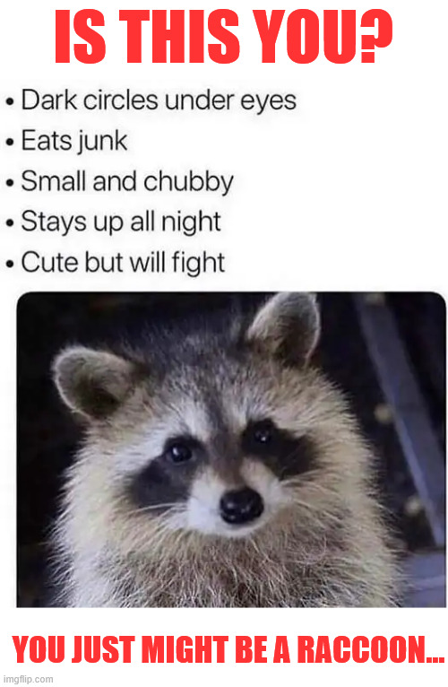 You just might be... | IS THIS YOU? YOU JUST MIGHT BE A RACCOON... | image tagged in memes,you just might be,raccoon | made w/ Imgflip meme maker