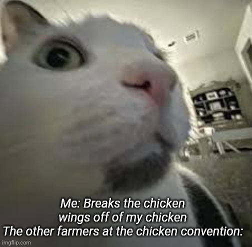 whoopsies daisies | Me: Breaks the chicken wings off of my chicken
The other farmers at the chicken convention: | image tagged in cat,chicken,farm | made w/ Imgflip meme maker