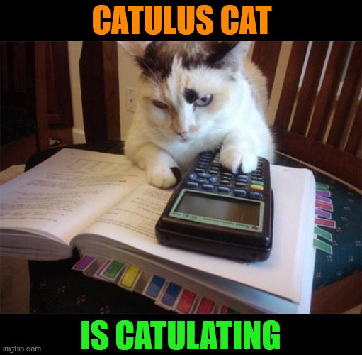 She can spell, too | CATULUS CAT; IS CATULATING | image tagged in cat,serious cat,higher education,bad pun,cat meme | made w/ Imgflip meme maker