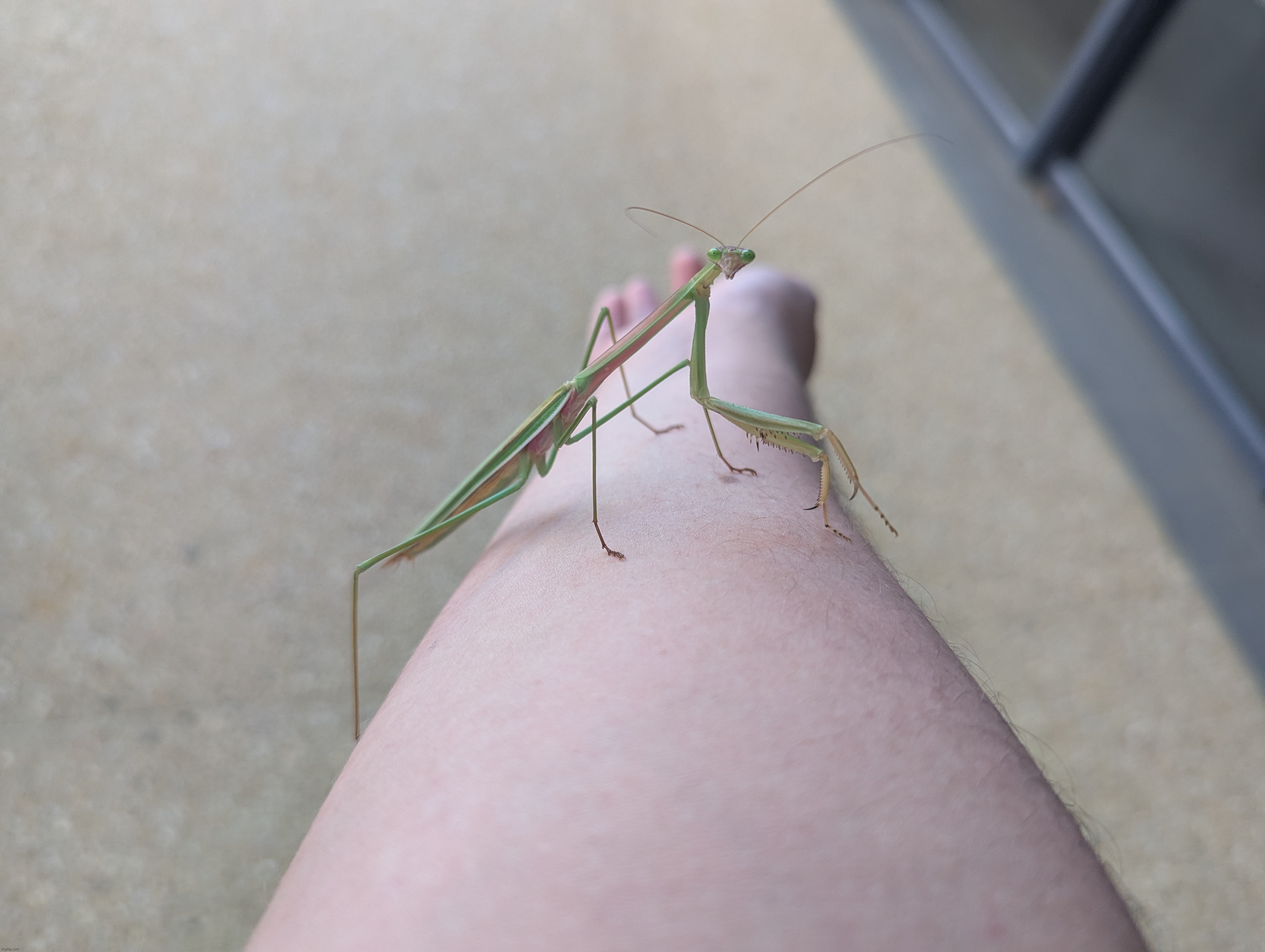 Insect | made w/ Imgflip meme maker