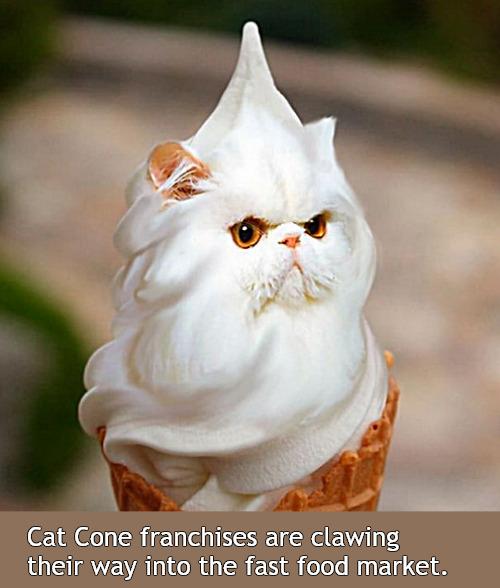 People love a good Cat Cone any time of day! | Cat Cone franchises are clawing their way into the fast food market. | image tagged in memes,cats,cones | made w/ Imgflip meme maker