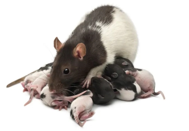 Mother Rat Blank Meme Template
