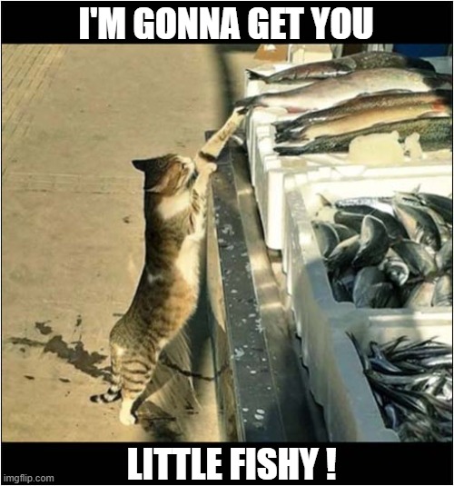 The Temptation Was Just Too Much ! | I'M GONNA GET YOU; LITTLE FISHY ! | image tagged in cats,stealing,fish | made w/ Imgflip meme maker