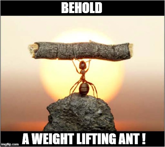 Now That's Impressive ! | BEHOLD; A WEIGHT LIFTING ANT ! | image tagged in ants,impressive,weight lifting | made w/ Imgflip meme maker