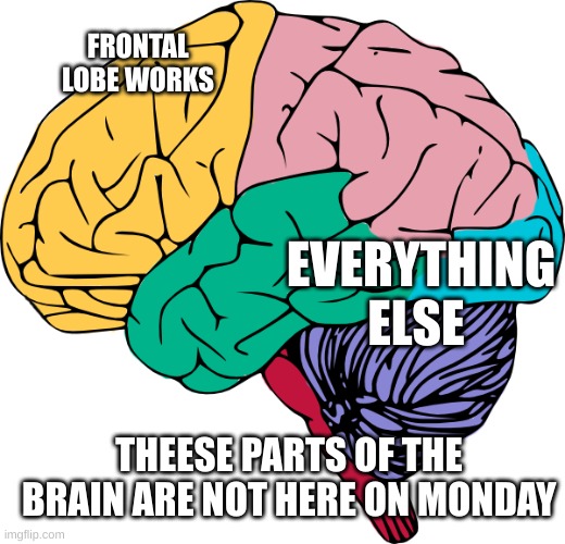 true | FRONTAL LOBE WORKS; EVERYTHING ELSE; THEESE PARTS OF THE BRAIN ARE NOT HERE ON MONDAY | image tagged in brain sections,mondays,me for real | made w/ Imgflip meme maker