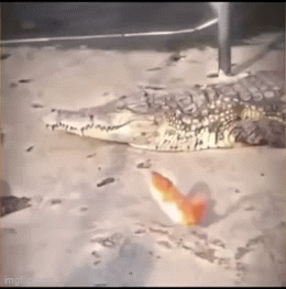 9jqjpr.gif