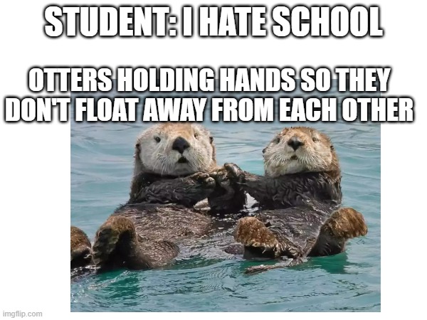 idk | STUDENT: I HATE SCHOOL; OTTERS HOLDING HANDS SO THEY DON'T FLOAT AWAY FROM EACH OTHER | image tagged in otter,cute,funny | made w/ Imgflip meme maker