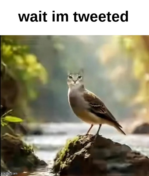 Cirb | wait im tweeted | image tagged in cirb | made w/ Imgflip meme maker