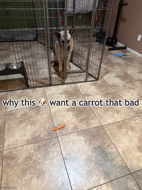 why this 🐶 want a carrot that bad | made w/ Imgflip meme maker