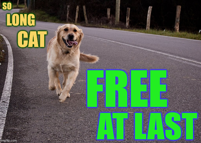 Escape | SO LONG CAT FREE AT LAST DJ Anomalous | image tagged in dogs,freedom,run,escape,road trip,cats and dogs | made w/ Imgflip meme maker