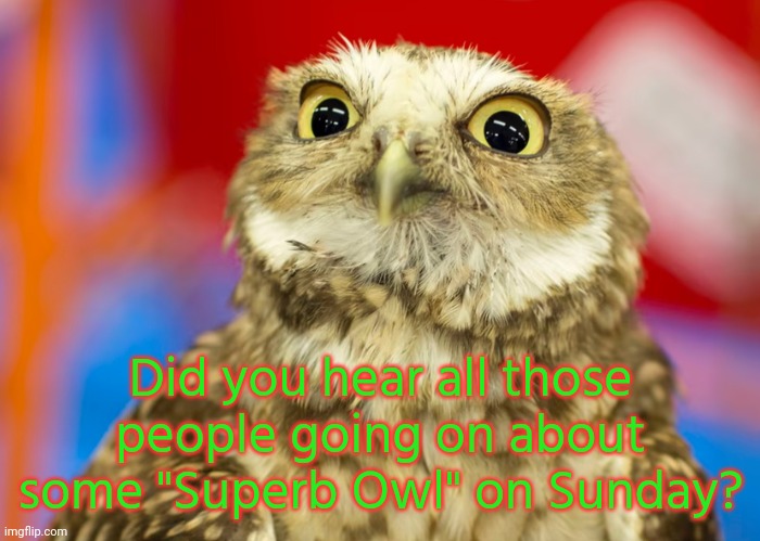 I wonder what that was about? | Did you hear all those people going on about some "Superb Owl" on Sunday? | image tagged in superb owl sunday vii,bird,animal,superbowl,sports,charlie brown football | made w/ Imgflip meme maker