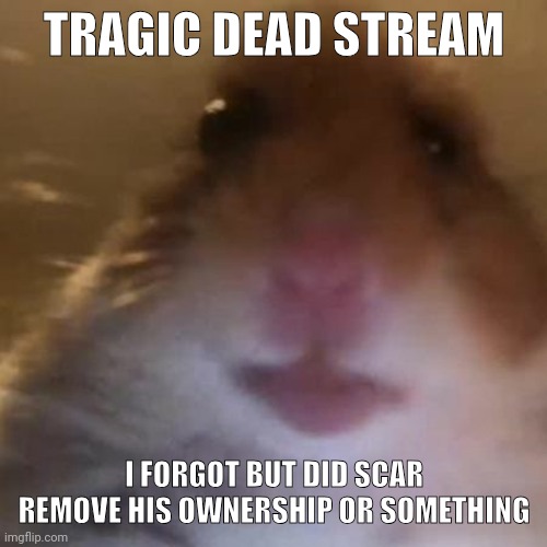 I remember him owning this stream | TRAGIC DEAD STREAM; I FORGOT BUT DID SCAR REMOVE HIS OWNERSHIP OR SOMETHING | image tagged in hampter | made w/ Imgflip meme maker