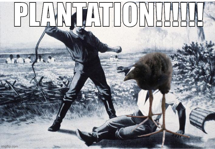 racism expressed in pukekos part 1 | PLANTATION!!!!!! | image tagged in slave | made w/ Imgflip meme maker