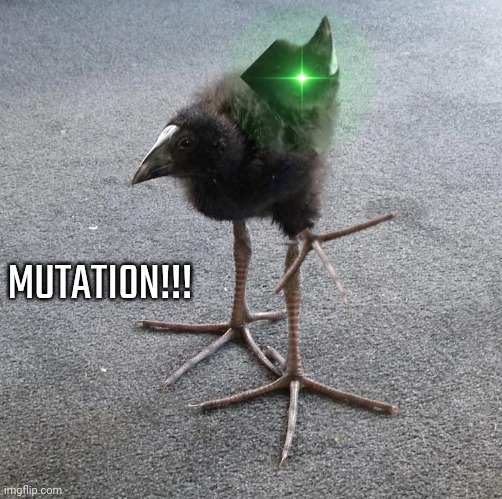 Pukeko chick | MUTATION!!! | image tagged in pukeko chick | made w/ Imgflip meme maker