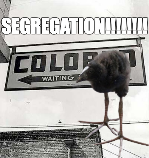 racism expressed in pukekos part 2 | SEGREGATION!!!!!!!! | made w/ Imgflip meme maker