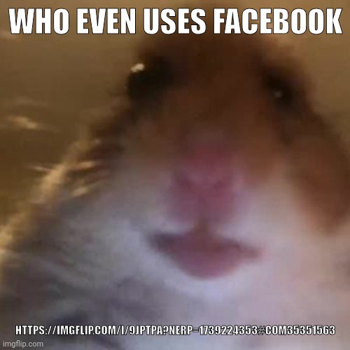 Hampter | WHO EVEN USES FACEBOOK; HTTPS://IMGFLIP.COM/I/9JPTPA?NERP=1739224353#COM35351563 | image tagged in hampter | made w/ Imgflip meme maker