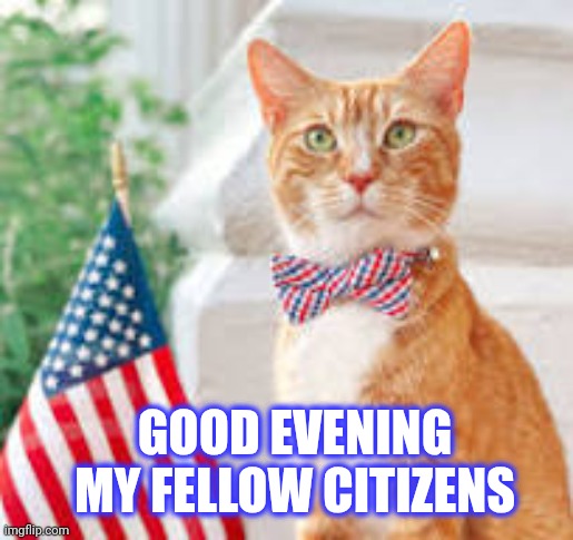 How is everyone this fine evening | GOOD EVENING MY FELLOW CITIZENS | image tagged in american cat | made w/ Imgflip meme maker