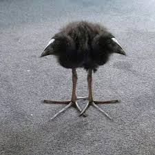 High Quality Pukeko Blank Meme Template