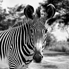 I love the markings of zebras, no two are alike. Blank Meme Template