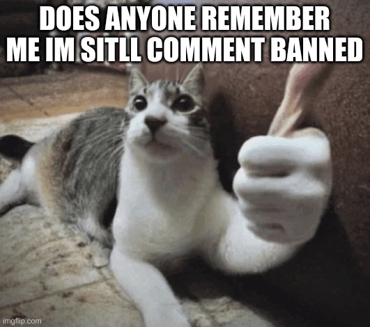 cat thumbs up | DOES ANYONE REMEMBER ME IM SITLL COMMENT BANNED | image tagged in cat thumbs up | made w/ Imgflip meme maker