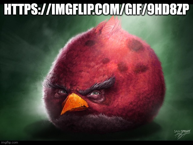 Realistic Angry Bird (big red) | HTTPS://IMGFLIP.COM/GIF/9HD8ZP | image tagged in realistic angry bird big red | made w/ Imgflip meme maker