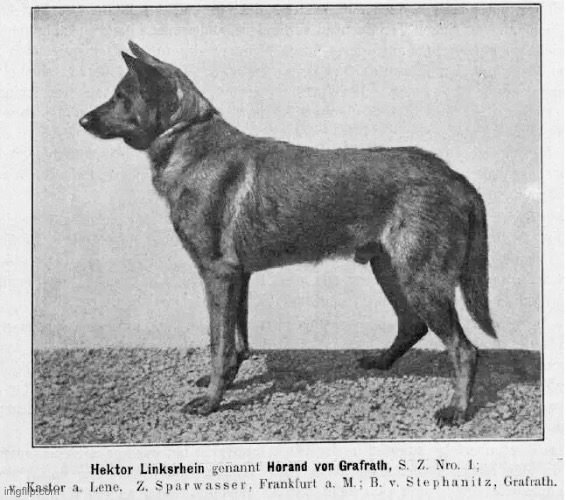 Hektor/Horand, the first German shepherd | made w/ Imgflip meme maker