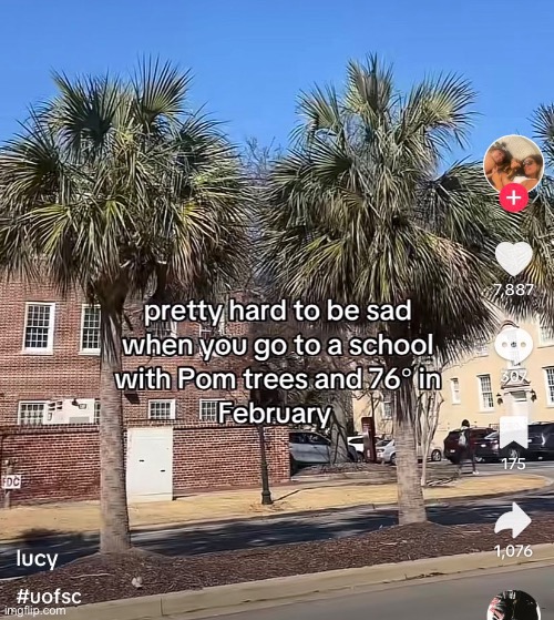 pom trees | made w/ Imgflip meme maker