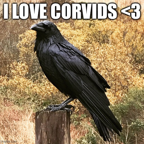 Smart birds | I LOVE CORVIDS <3 | image tagged in birds,animals,birb,smart | made w/ Imgflip meme maker