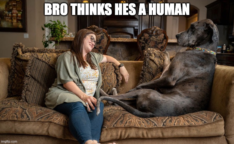 "i live!" ahh dog | BRO THINKS HES A HUMAN | image tagged in funny,dog,national geographic | made w/ Imgflip meme maker