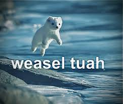 High Quality Weasel tuah Blank Meme Template
