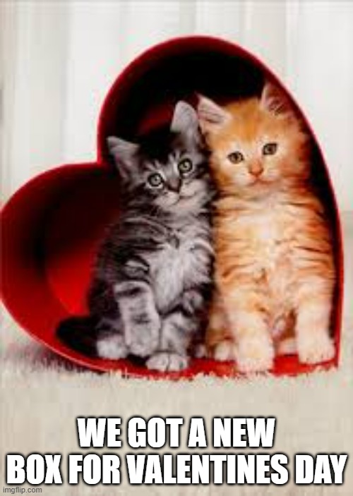 memes by Brad - The kittens got a new box just for Valentine's Day | WE GOT A NEW BOX FOR VALENTINES DAY | image tagged in cats,cute,kittens,valentines day,funny,cat meme | made w/ Imgflip meme maker