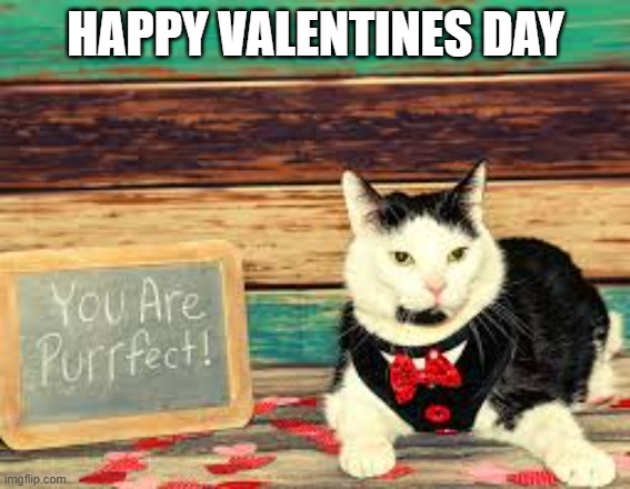 memes by Brad - Cat says "Happy Valentines Day. You are Purrfect" | HAPPY VALENTINES DAY | image tagged in cats,cute cat,funny,valentine's day,kitten,humor | made w/ Imgflip meme maker