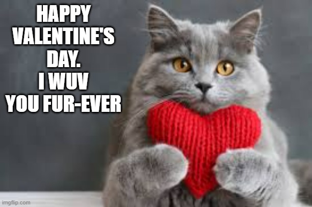 memes by Brad - Cat says "Happy Valentines Day. You are Purrfect" | HAPPY VALENTINE'S DAY. I WUV YOU FUR-EVER | image tagged in cats,valentine's day,kitten,cute cat,funny,humor | made w/ Imgflip meme maker