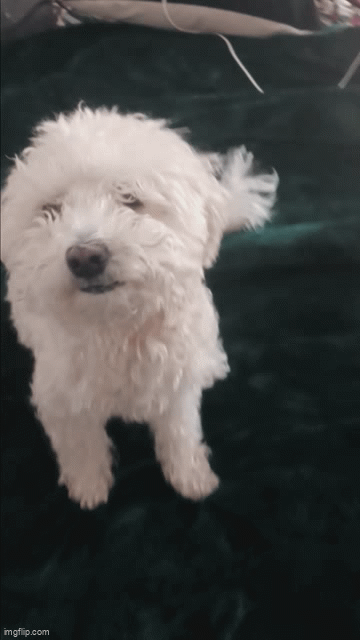 dog - Imgflip