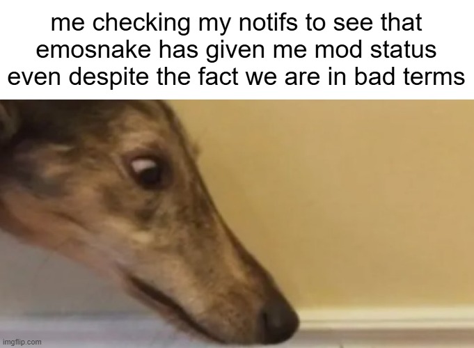 long nose dog | me checking my notifs to see that emosnake has given me mod status even despite the fact we are in bad terms | image tagged in long nose dog | made w/ Imgflip meme maker