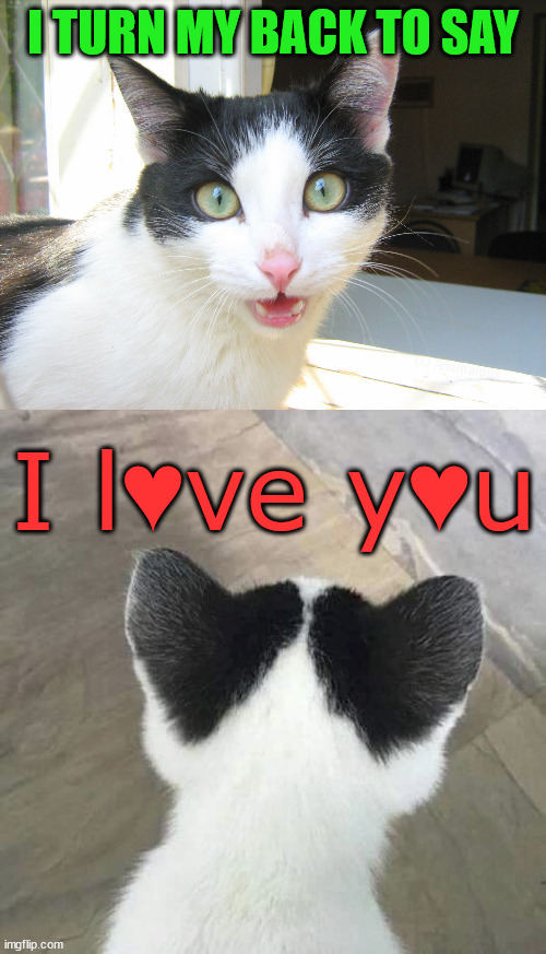 Purr-fect | I TURN MY BACK TO SAY; DJ Anomalous; I l♥ve y♥u | image tagged in cats,love,i love you,hearts,wholesome,cat meme | made w/ Imgflip meme maker