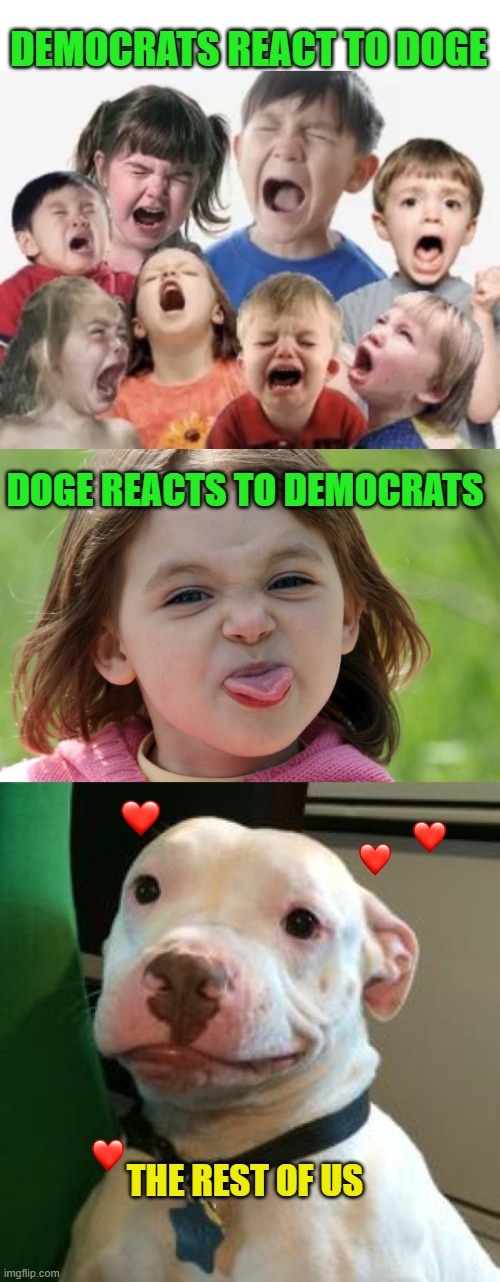 The beautiful American spirit | DEMOCRATS REACT TO DOGE; DOGE REACTS TO DEMOCRATS; THE REST OF US | image tagged in bratty kids,that dog that makes / face | made w/ Imgflip meme maker