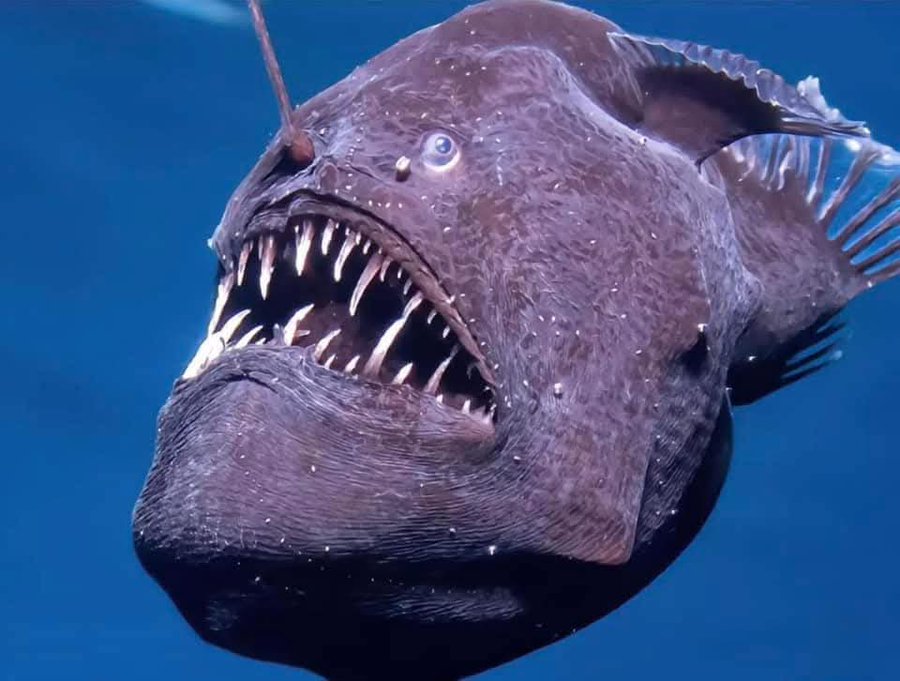 Pez Diablo Blank Meme Template