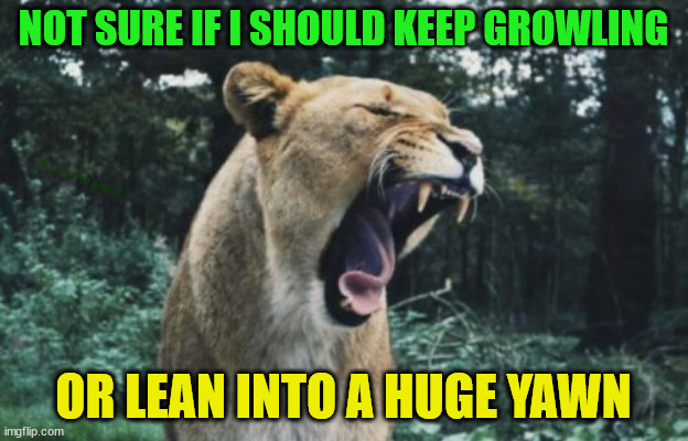 What time is it, forest? | NOT SURE IF I SHOULD KEEP GROWLING; DJ Anomalous; OR LEAN INTO A HUGE YAWN | image tagged in lion not sure if,lioness,hungry cat,yawning,not sure if,forest | made w/ Imgflip meme maker