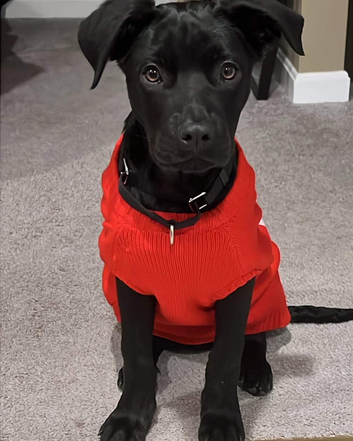 TJ’s Puppy Blank Meme Template