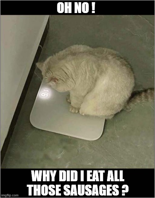 It's Diet Time (Again) ! | OH NO ! WHY DID I EAT ALL
THOSE SAUSAGES ? | image tagged in cats,fat cat,scales,diet | made w/ Imgflip meme maker